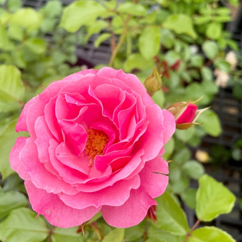 ROSE SHRUB ROYAL BONICA