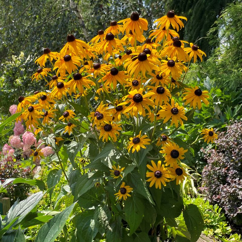 RUDBECKIA GOLDSTURM