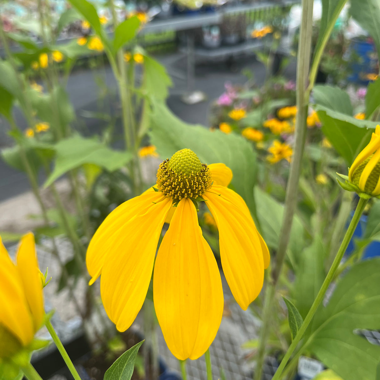 RUDBECKIA HERBSTONNE