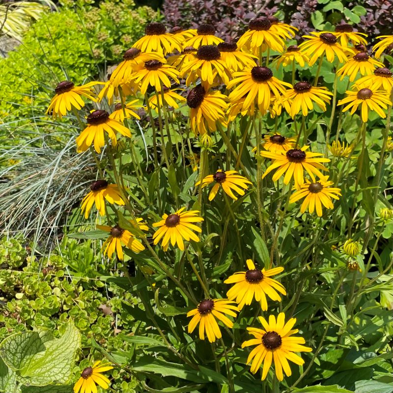 RUDBECKIA VIETTES LITTLE SUZY