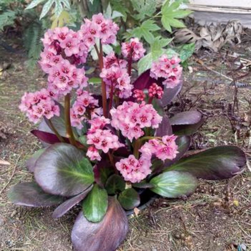 BERGENIA DRAGON FLY SAKURA