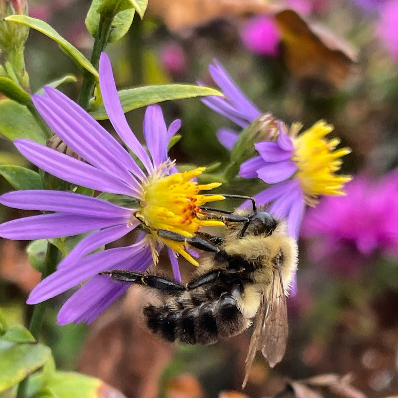 SYMPHYOTRICHUM NOVAE-ANGLIAE