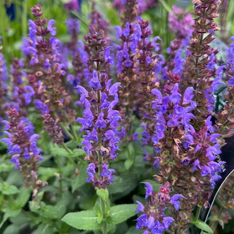 SALVIA BUMBLEBLUE