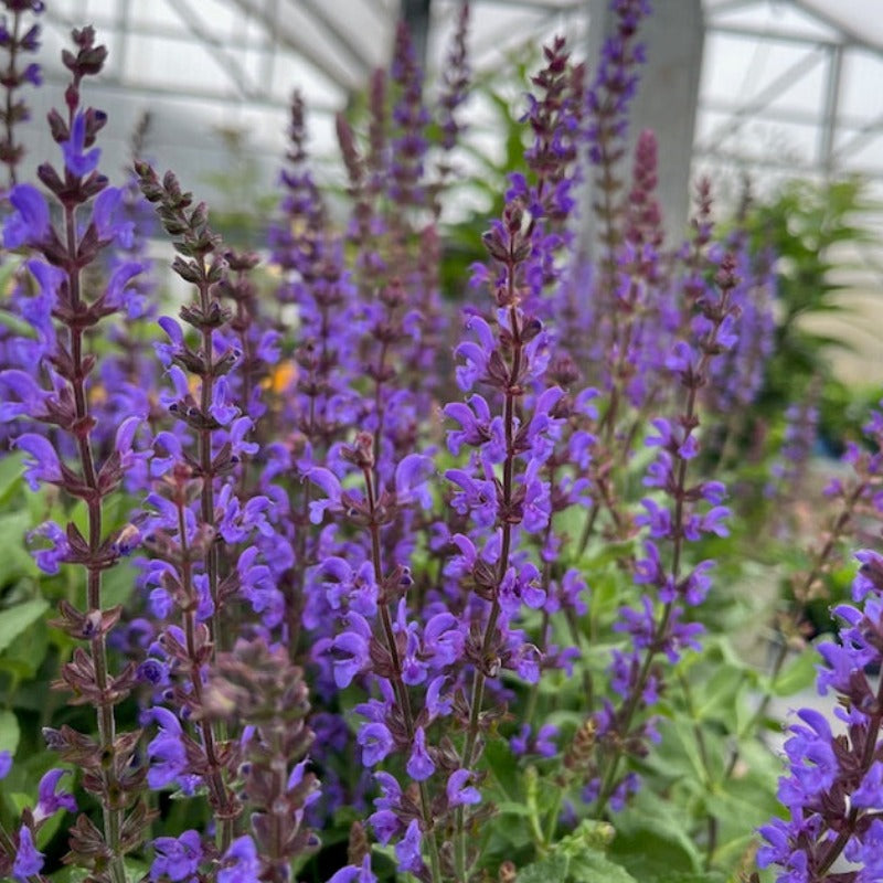 SALVIA SPRING KING