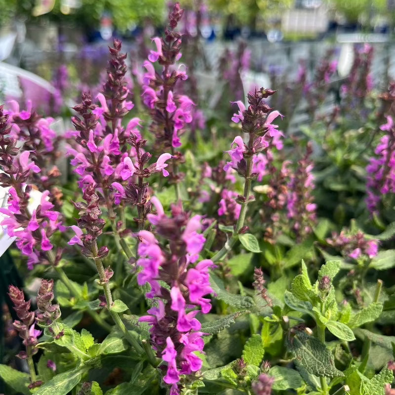 SALVIA PINK PROFUSION