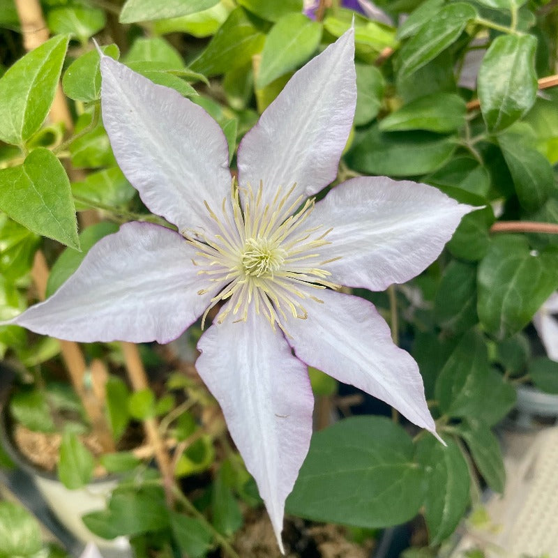 CLEMATIS SAMARITAN JO