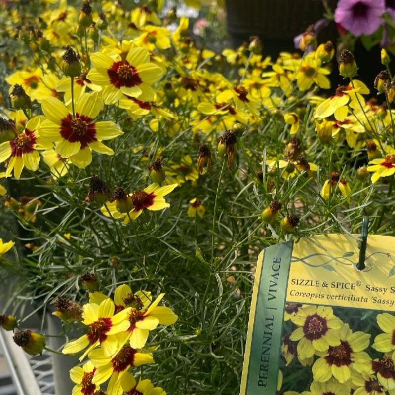 COREOPSIS SIZZLE & SPICE SASSY SAFFRON