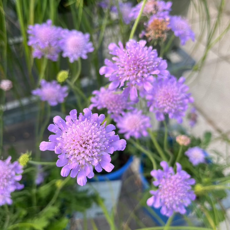 SCABIOSA BUTTERFLY BLUE