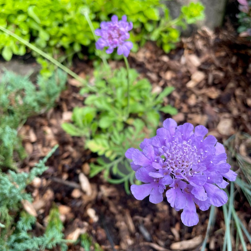 SCABIOSA FLUTTER DEEP BLUE