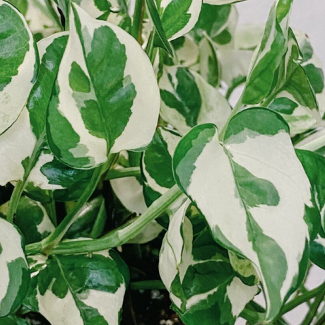 POTHOS PEARLS AND JADE