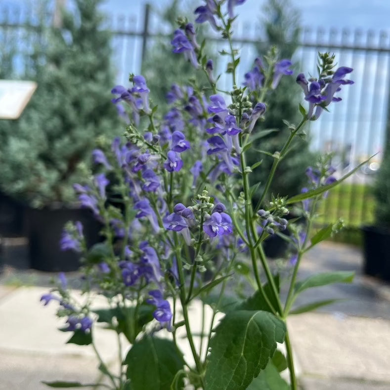 SCUTELLARIA INCANA