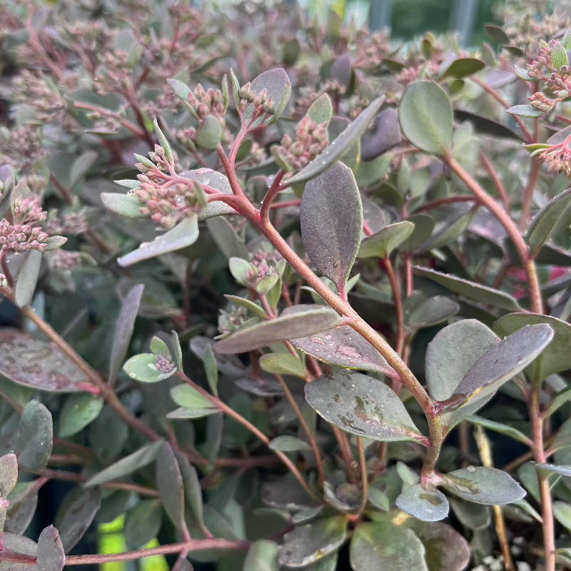 SEDUM DAZZLEBERRY