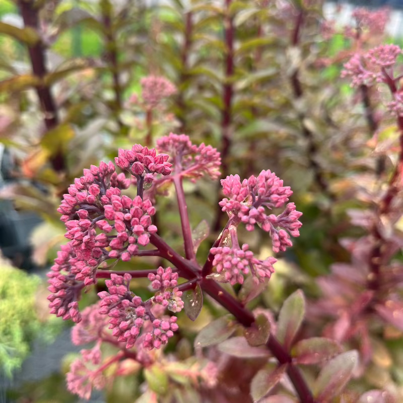 SEDUM DOUBLE MARTINI