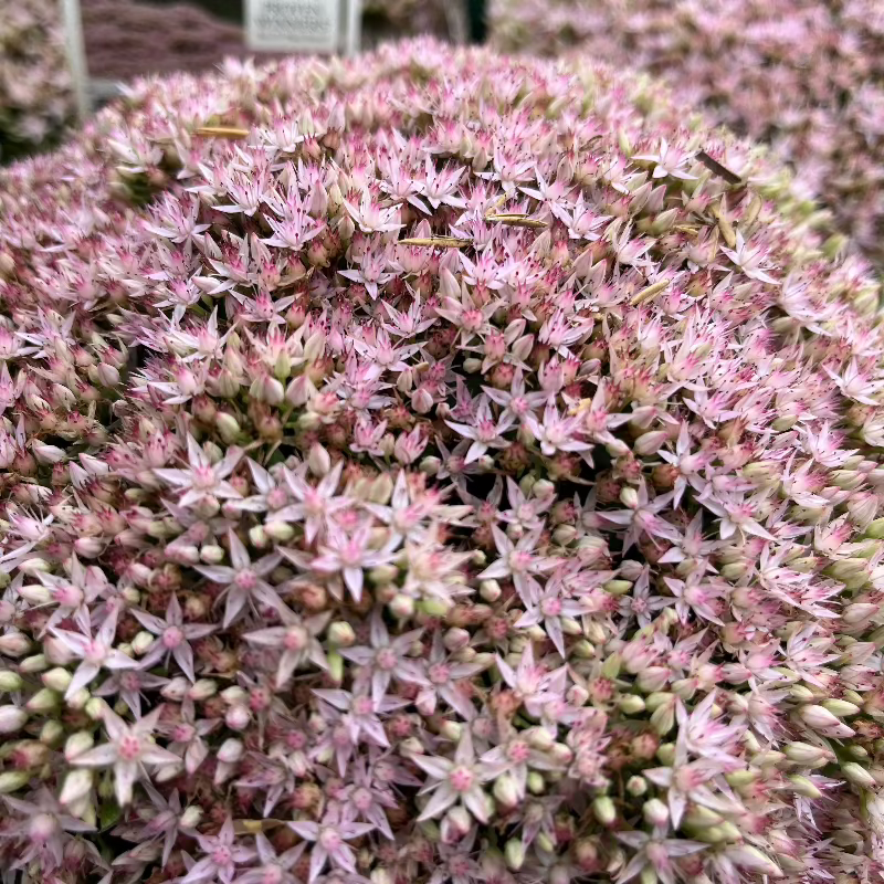 SEDUM PURE JOY