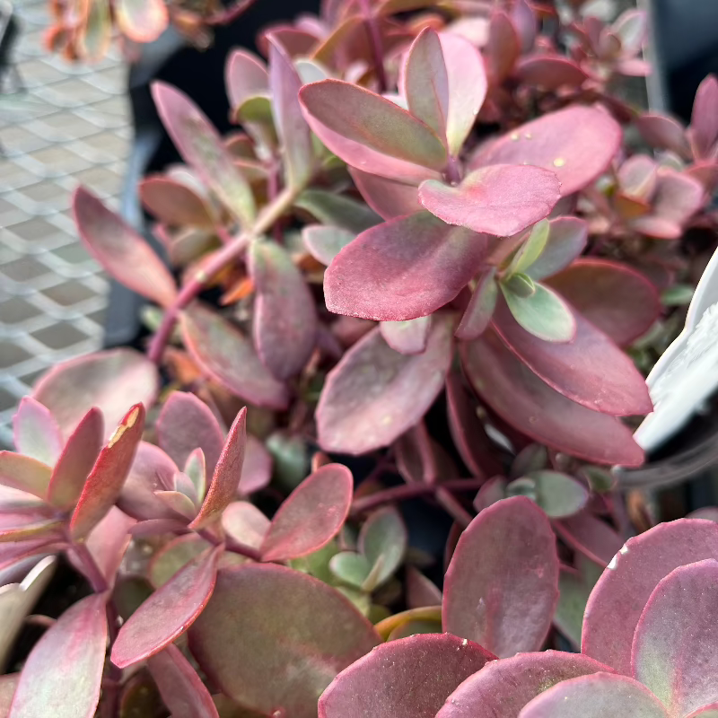 SEDUM FIRECRACKER