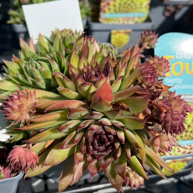 SEMPERVIVUM EBRO