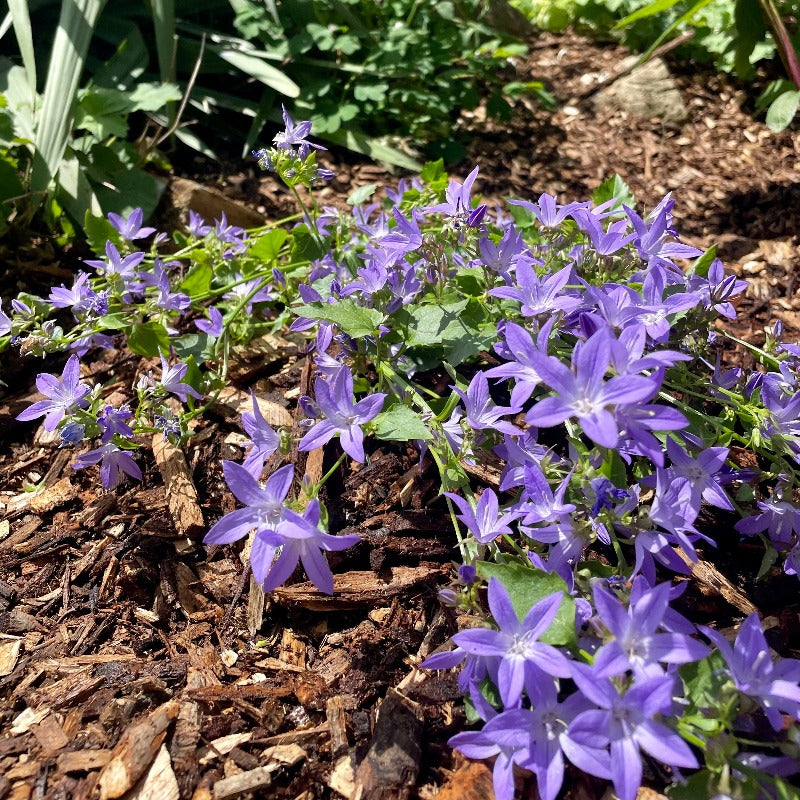 CAMPANULA BLUE WATERFALL