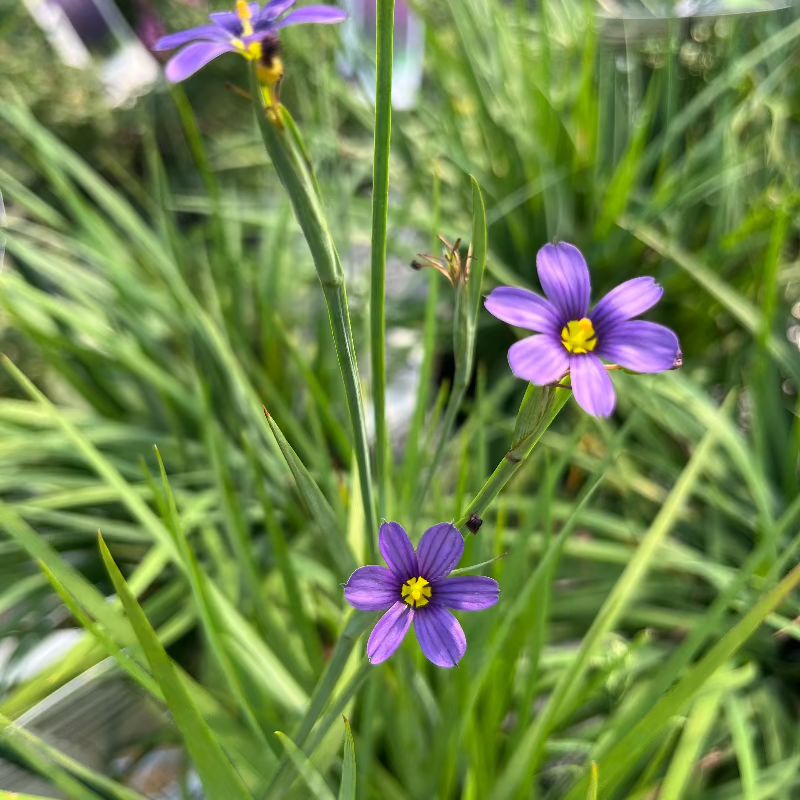 SISYRINCHIUM LUCERNE