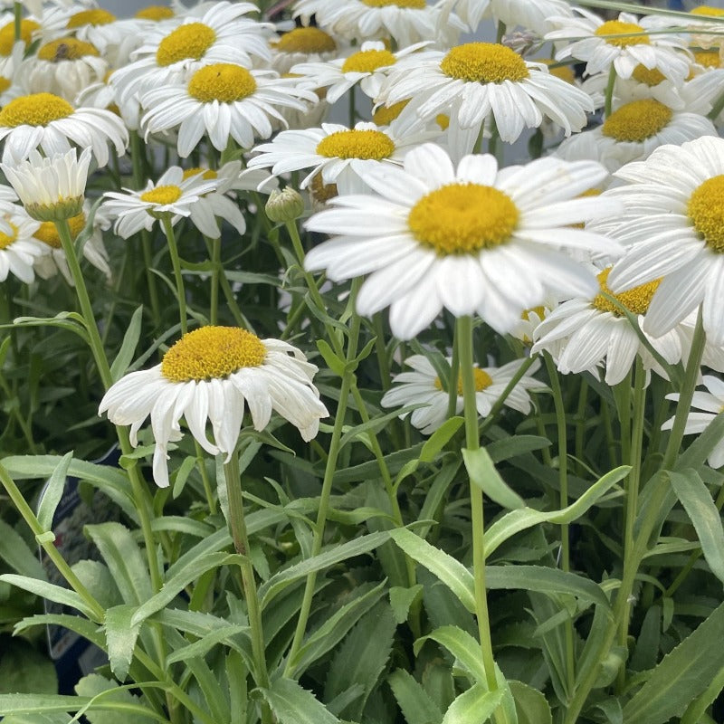 LEUCANTHEMUM SNOWCAP