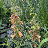 DIGITALIS OBSCURA SUNSET