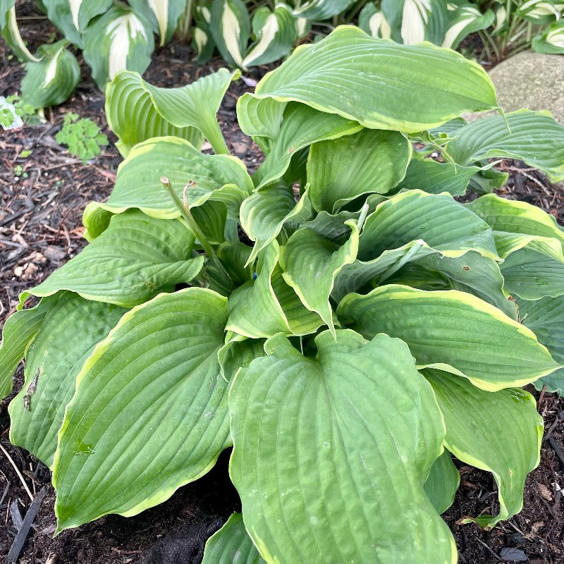 HOSTA SPARTACUS