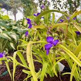 TRADESCANTIA BLUE & GOLD