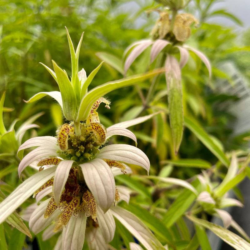 MONARDA PUNCTATA