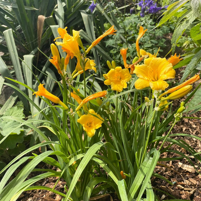 HEMEROCALLIS STELLA DE ORO