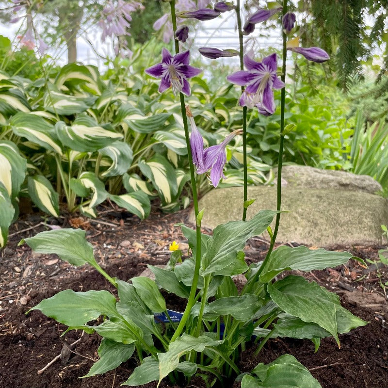 HOSTA STIRFRY