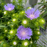 STOKESIA LAEVIS MELS BLUE