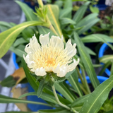 STOKESIA MARY GREGORY