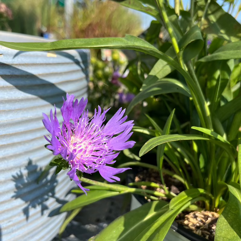 STOKESIA RIPTIDE