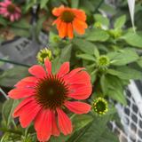 ECHINACEA SUMMERSONG FIREFINCH