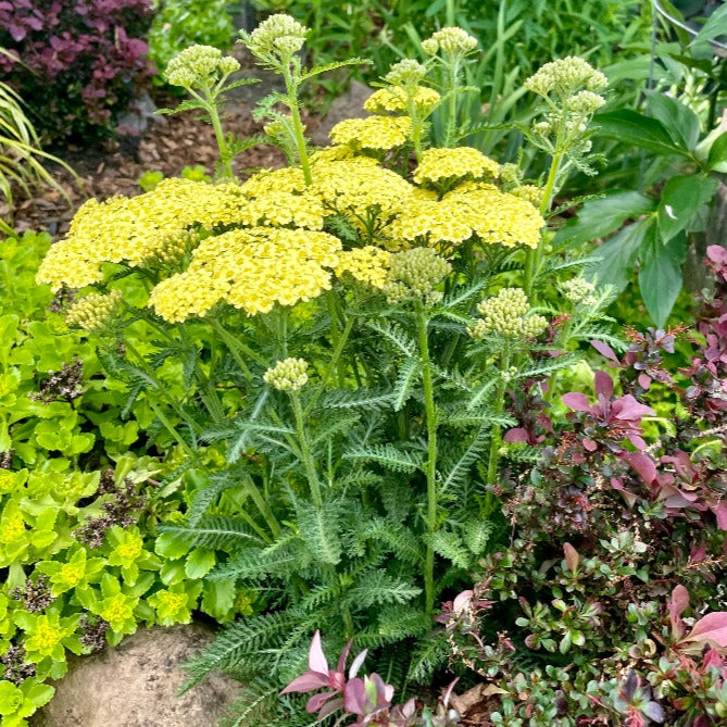 ACHILLEA SUNNY SEDUCTION