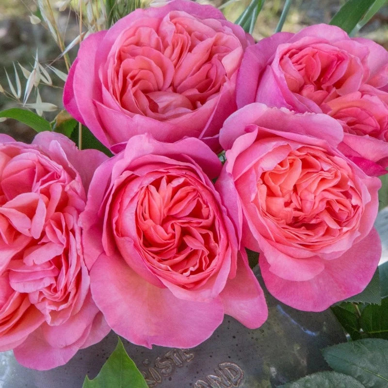 ROSE HYBRID TEA SWEET MADEMOISELLE