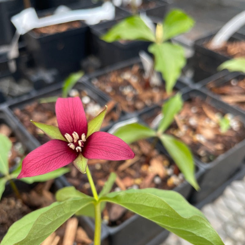 TRILLIUM ERECTUM