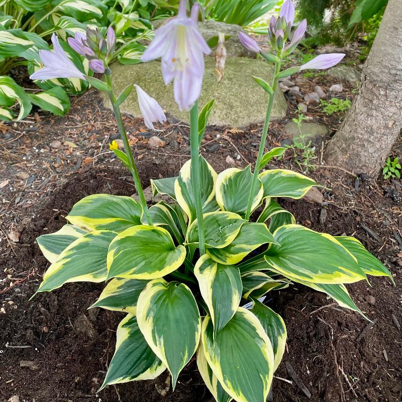 HOSTA TWILIGHT