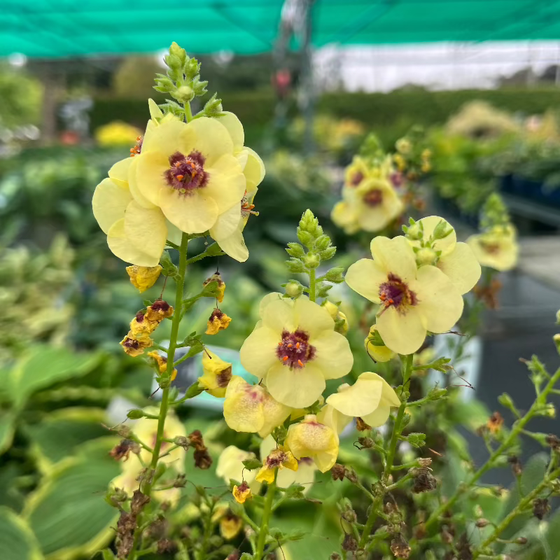 VERBASCUM DARK EYES