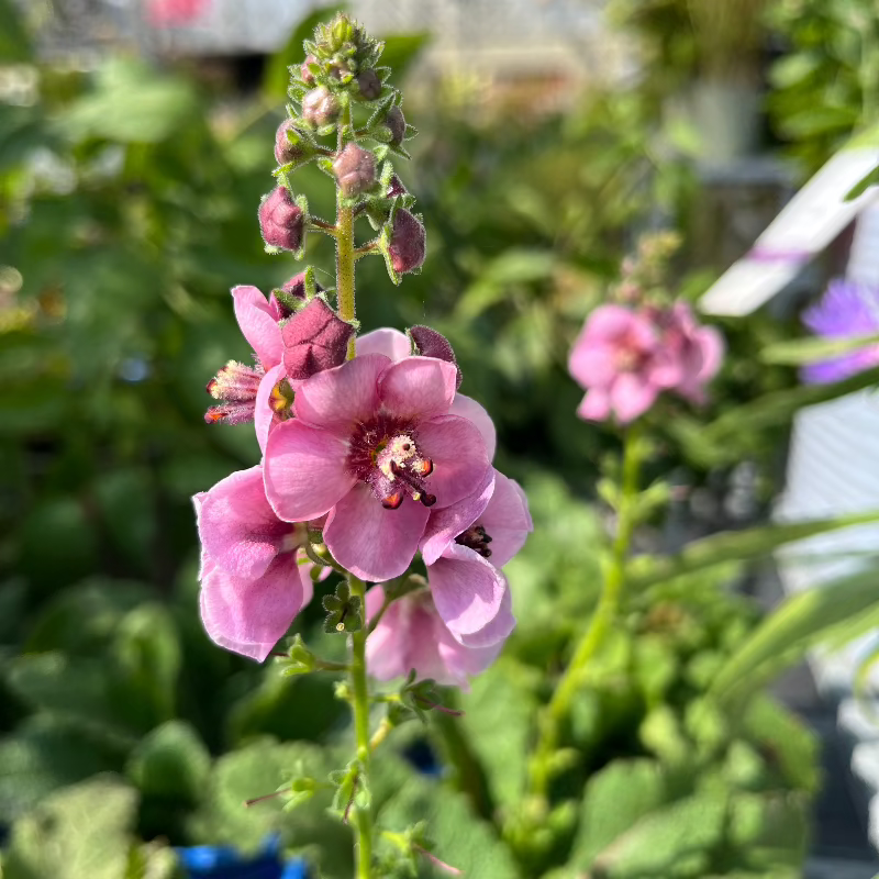 VERBASCUM LAVENDER LASS