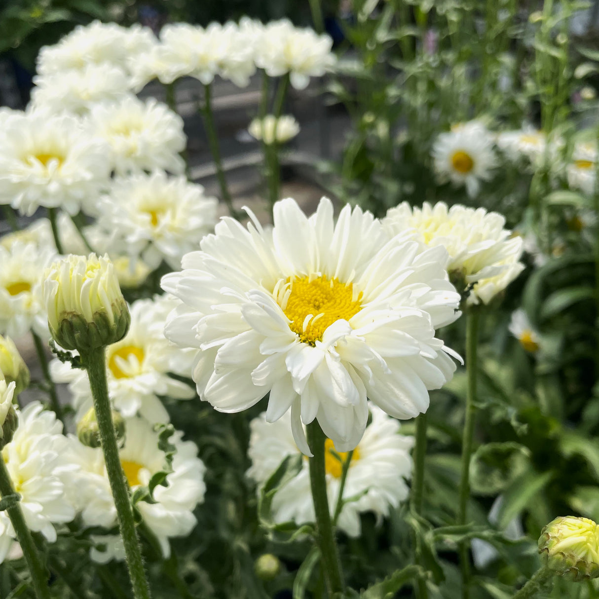 LEUCANTHEMUM VICTORIAN SECRET