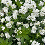 SWEET WOODRUFF