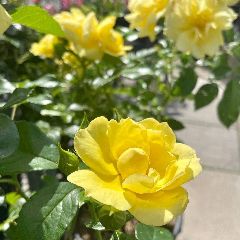 ROSE FLOWER CARPET YELLOW