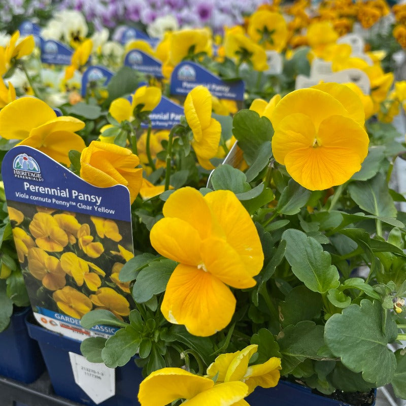 VIOLA PENNY CLEAR YELLOW