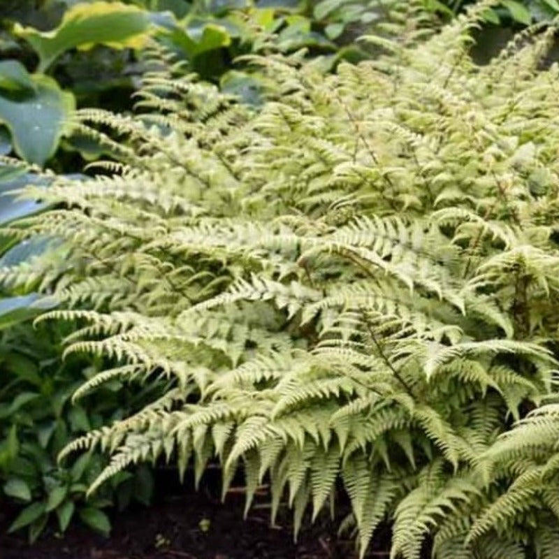 ATHYRIUM GHOST