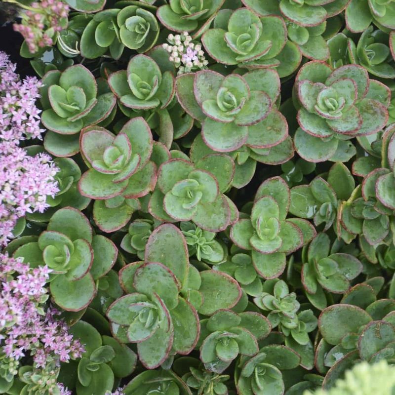 SEDUM LIME ZINGER