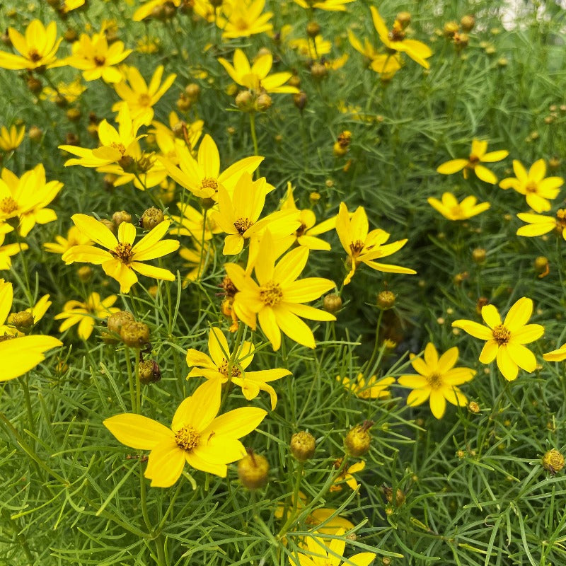 COREOPSIS ZAGREB