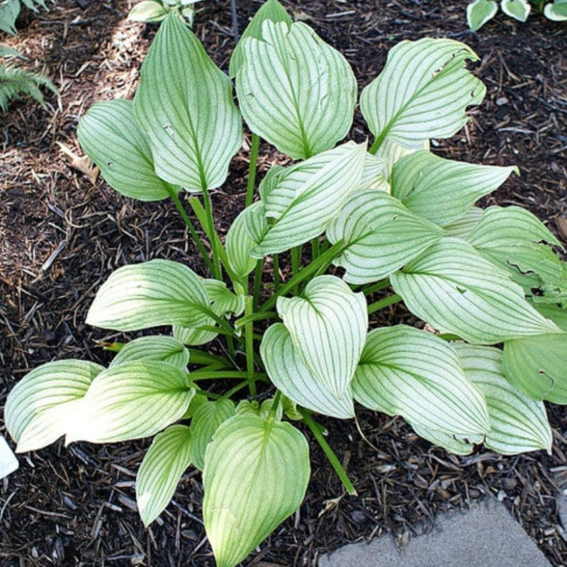 HOSTA ZEBRA STRIPES