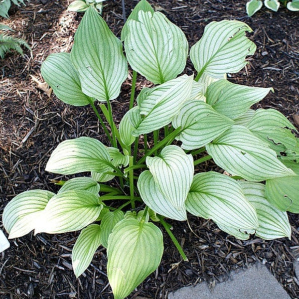 HOSTA ZEBRA STRIPES – Knippel Garden Centre