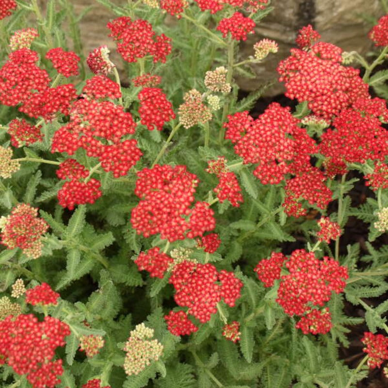 ACHILLEA SASSY SUMMER SANGRIA