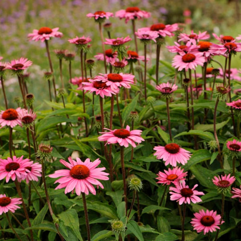 ECHINACEA RUBY STAR